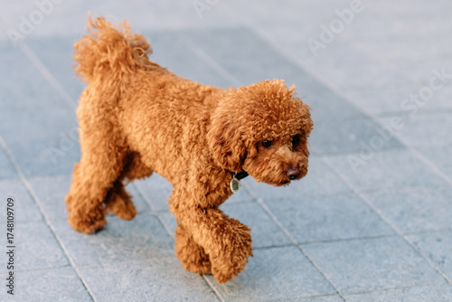 Cheerful and happy miniature poodle dog sitting for a portrait