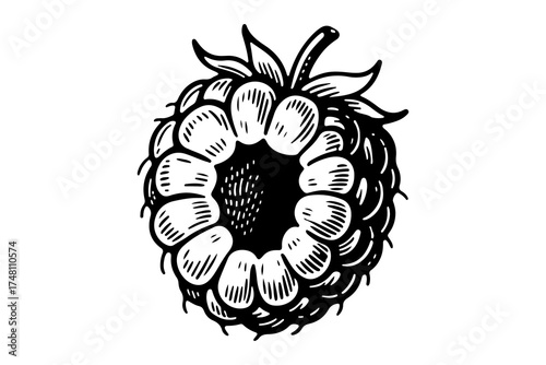 Raspberries vector engraving style illustration