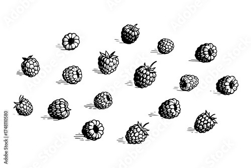 Raspberries vector engraving style illustration