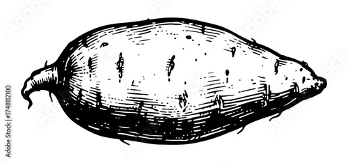 Sweet Potato vector engraving style illustration