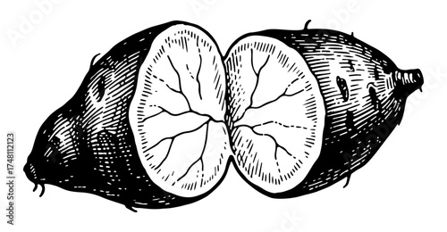 Sweet Potato vector engraving style illustration