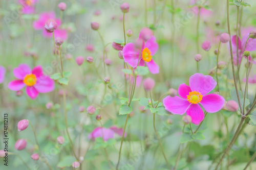 ピンク色の秋明菊の花が咲く秋の風景