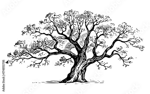 Vintage oak tree vector engraving style illustration
