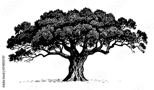 Vintage oak tree vector engraving style illustration