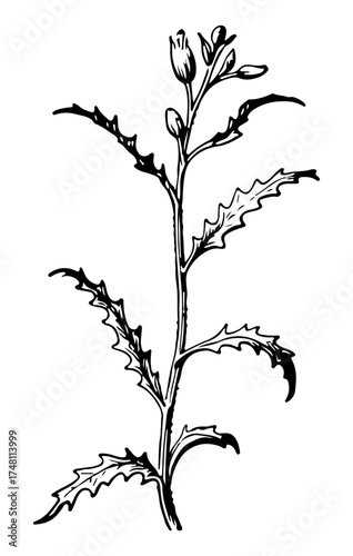 Weed tree vector engraving style illustration