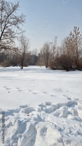 winter forest with snow covered ground
