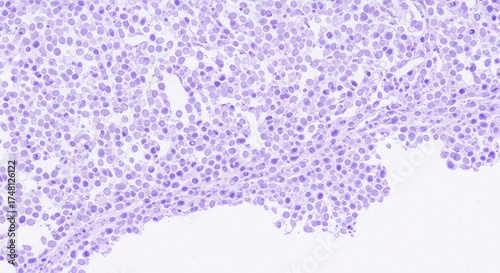 Wallpaper Mural Microscopic view of cells in a tissue sample Torontodigital.ca