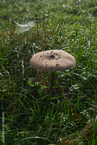 Macrolepiota procera fungus on early autumn meadow