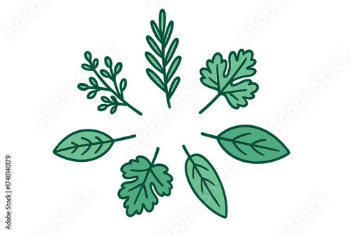 Various green cooking herbs and natural leaves arranged in a decorative radial design