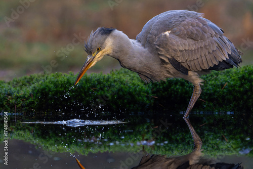 Grey heron (Ardea cinerea) fishing in a pond in the forest in the winter in the Netherlans. 