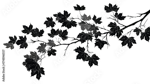 Elegant Black Silhouette Maple Branch Leaves Autumn Nature Design Vector