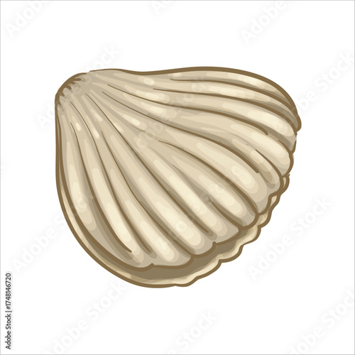 Shell Hand Drawn Vector Illustration 1.eps