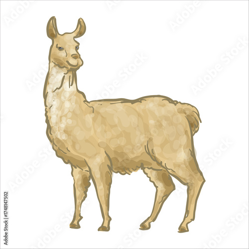 Llama Hand Drawn Vector Illustration 1.eps