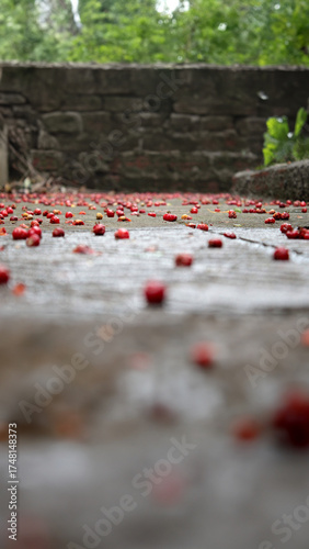 Red Berries on the floor
