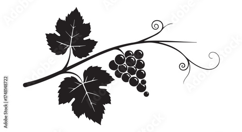 Black silhouette of a grape vine with leaves and a bunch of grapes isolated on transparent background