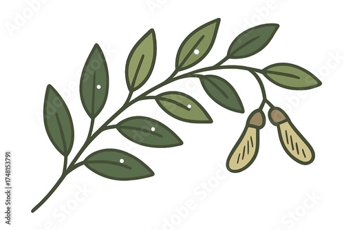 Stylized green branch with simple leaves and two hanging samara seeds