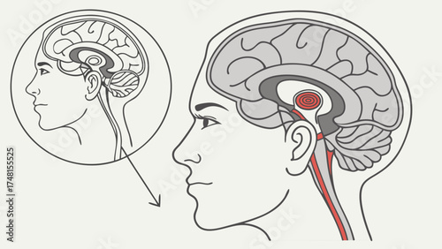 Detailed anatomical illustration of the human brain and brainstem in profile view showing internal structures and vascular system.