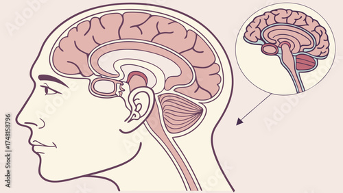 Human Brain Anatomy Diagram Detailed Illustration of Brain Structure Medical Illustration Neurological System Neuroscience Cerebrum Cerebellum Brainstem Spinal Cord Human Anatomy Biolog.