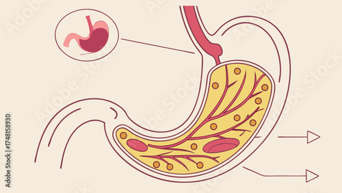 Human Stomach Anatomy Diagram Medical Illustration Internal Organ Digestive System Gastric System Biology Healthcare Science Education Medical Chart Vector Graphic Internal Medicine P.