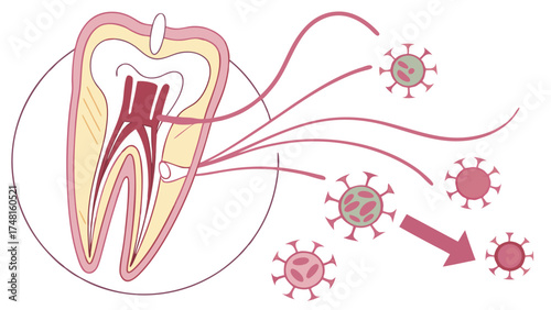 Dental Anatomy Tooth Structure Bacteria Infection Oral Health Microbiology Illustration.