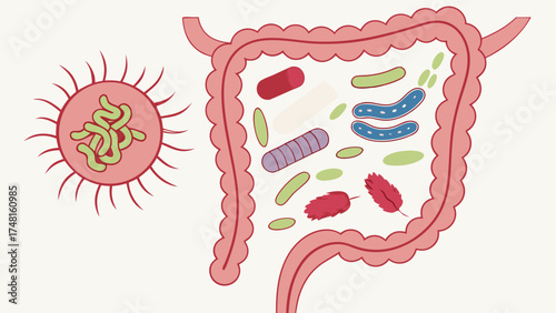 Intestine Microbiome Illustration Gut Flora Digestive System Bacteria Probiotics Health Medical Science Biology Anatomy Cartoon Vector Infographic Gut Health Microorganism Microflo.