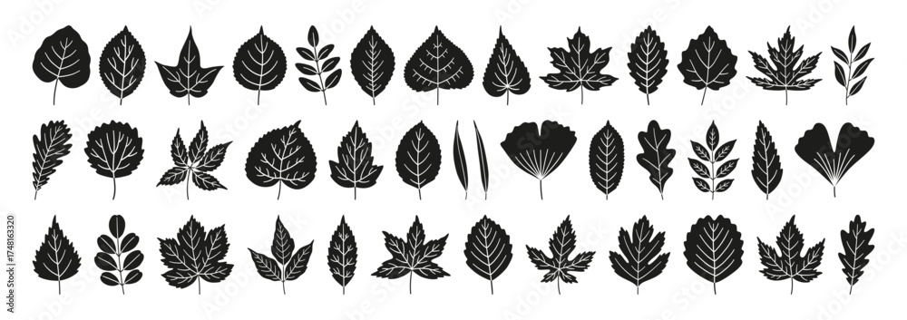 Fototapeta premium Set of simple autumn black leaves, isolated on a white background. Textured leaf silhouette icons include maple, oak, birch, chestnut, linden, poplar, ginkgo, and others. Vector illustration