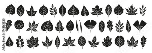 Set of simple autumn black leaves, isolated on a white background. Textured leaf silhouette icons include maple, oak, birch, chestnut, linden, poplar, ginkgo, and others. Vector illustration