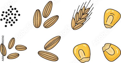 Isolated a kinds of deferent seed shape cute illustration, minimal hand drawn style diagram, poppy, barley, corn vector art with white background..