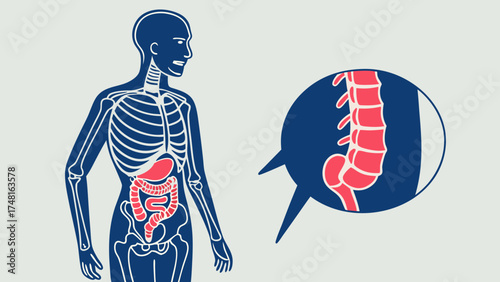 Human anatomy illustration digestive system spine internal organs medical chart healthcare wellness biology body skeleton stomach intestines colon rectum backbone vertebra spinal.