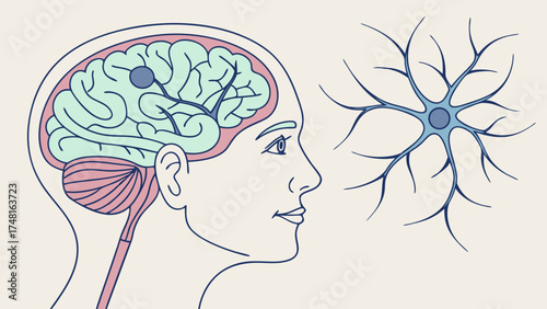 Human brain anatomy illustration neuron cell neurological system medical diagram science education healthcare graphic mind nervous system brain structure biology educational poster hum.
