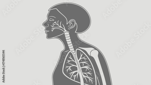 Profile view of human respiratory system anatomy illustration medical diagram lungs trachea bronchi healthcare science education.