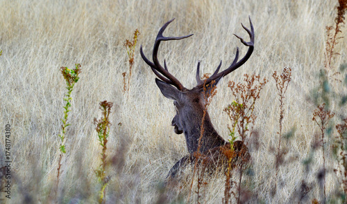 Ciervo macho o venado salvaje durante la berrea en el parque natural de monfrague