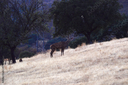 Ciervo macho o venado salvaje durante la berrea en el parque natural de monfrague