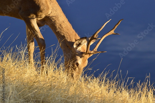 Ciervo macho o venado salvaje durante la berrea en el parque natural de monfrague