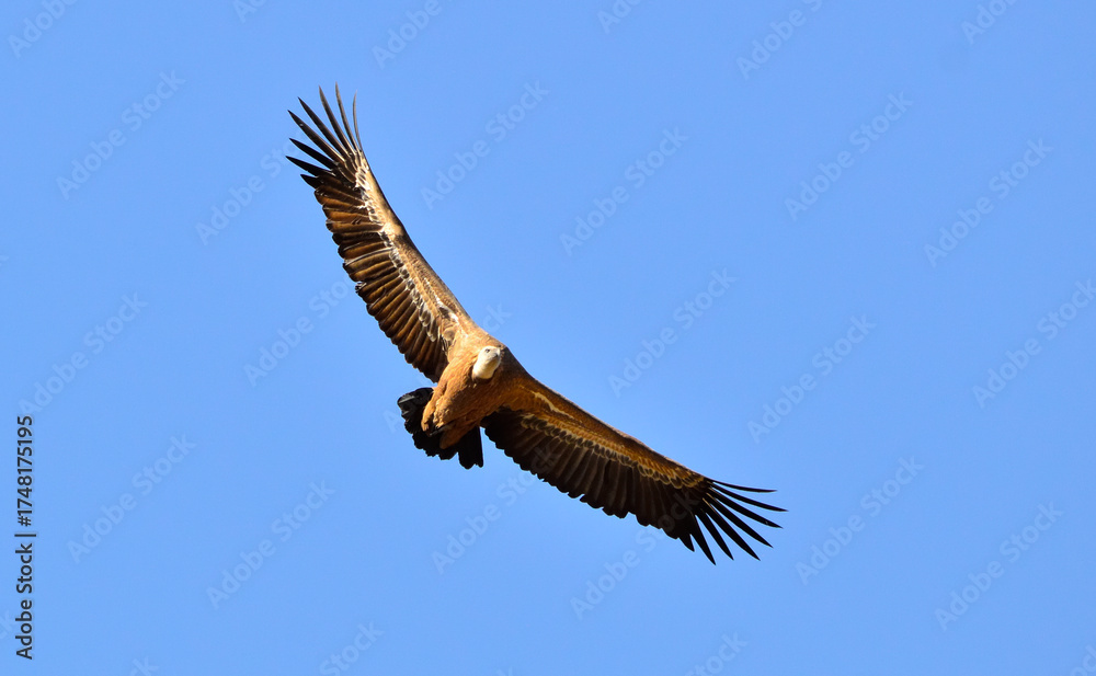 Fototapeta premium buitre leonado volando sobre el cielo de monfrague