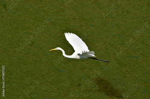 garza blanca o garceta grande volando sobre el pantano