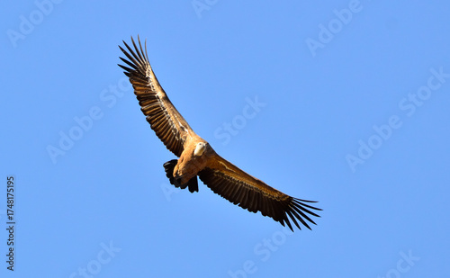buitre leonado volando sobre el cielo de monfrague