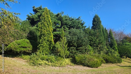 trees in the forest