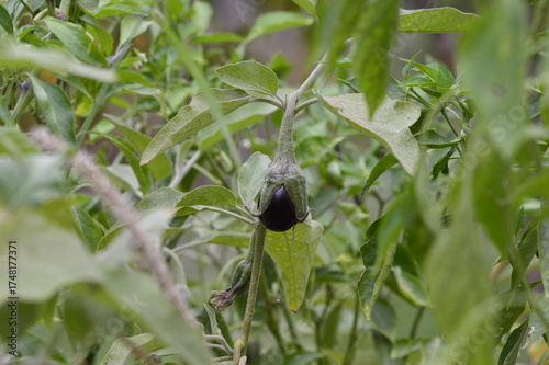 berenjena de mi huerta ecológica