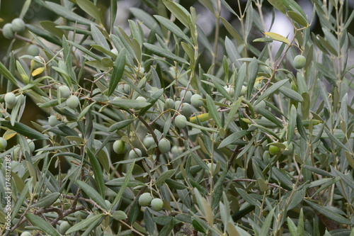 aceitunas verdes en el olivo