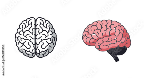 A human brain illustration showing both hemispheres and detailed structure