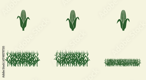 Illustration depicting stages of corn growth from seedling to mature plant