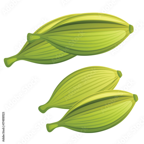 Cute cartoon hand drawn vector set of Cardamom clipart.