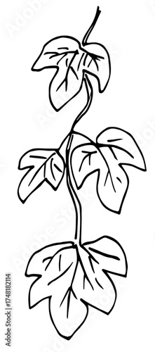 Simple vector drawing with black outline. Vine, vertical ivy branch, liana with leaves. Nature and plants. Sketch in ink.