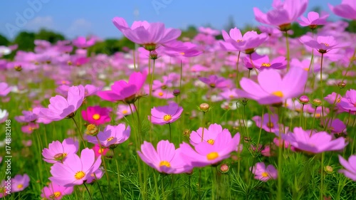 A vibrant field of pink cosmos flowers under a clear blue sky