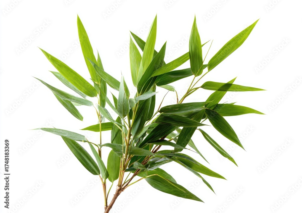 Obraz premium Lush green bamboo leaves, stems, and branches against a white background