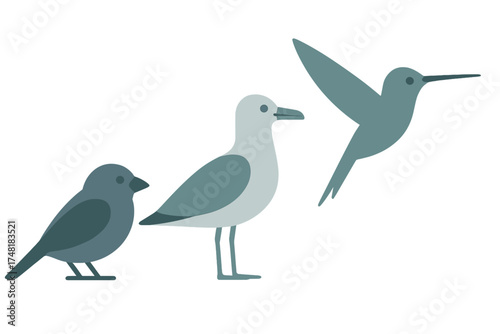 Three distinct birds flying: a small songbird, a seagull, and a hovering hummingbird
