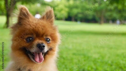 pomeranian dog rough（笑顔のポメラニアン）