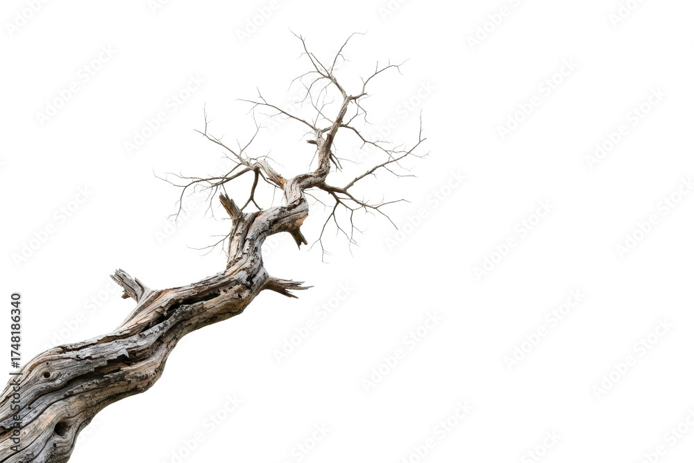 Fototapeta premium Gnarled and twisted dead tree with bare weathered branches isolated on a transparent background
