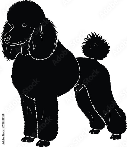 Silhouette of a poodle dog standing isolated on white background the poodle is a popular breed known for its intelligence, elegance, and hypoallergenic coat